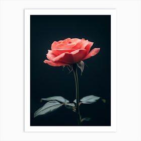 Single Rose On Black Background 37 Art Print