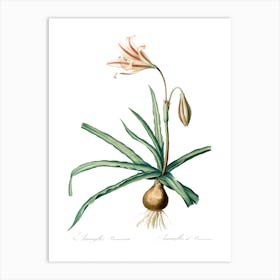 Amaryllis Broussonetii Illustration From Les Liliacées, Pierre Joseph Redouté Art Print