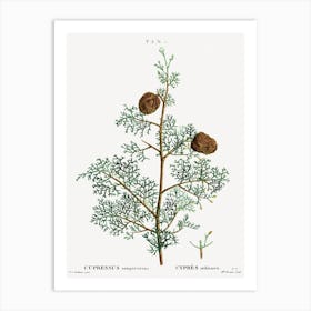 Mediterranean Cypress, Pierre Joseph Redoute Art Print