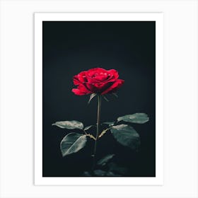 Dark Rose 153 Art Print