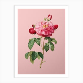 Vintage Duchess of Orleans Rose Botanical on Soft Pink n.0181 Art Print