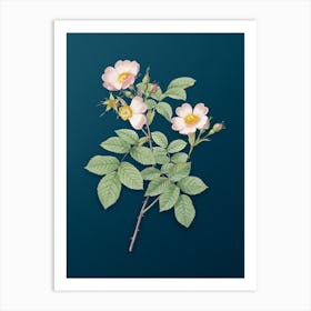 Vintage Short Styled Field Rose Botanical Art on Teal Blue n.0033 Art Print