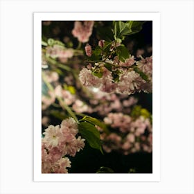 Cherry Blossoms Art Print