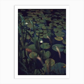 The Dreams Of The Lillies Moody Nature Art Print