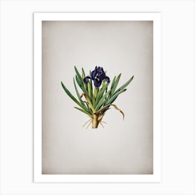 Vintage Pygmy Iris Botanical on Parchment Art Print