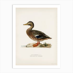 Mallard Female (Anas Platyrhynchos), The Von Wright Brothers Art Print