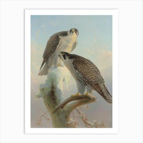 Vintage Peregrine Falcons Art Print