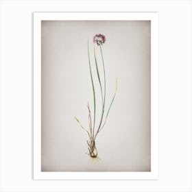 Vintage Allium Foliosum Botanical on Parchment n.0741 Art Print