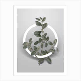 Vintage Italian Buckthorn Minimalist Botanical Geometric Circle on Soft Gray n.0071 Art Print