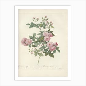 Rose Illustration, Pierre Joseph Redoute (30) Art Print