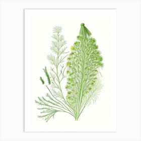 Dill Spices And Herbs Pencil Illustration 1 Art Print