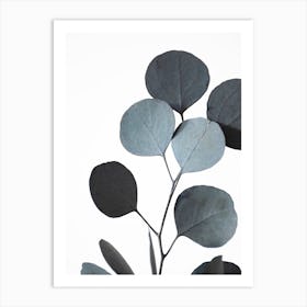 Blue Green Hues Dried Eucalyptus Branches 2 Art Print