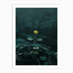 Flower On A Rock 8 Art Print