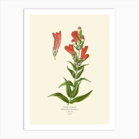 Botanical Illustration Of A Red Flower Art Print