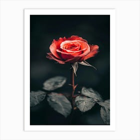 Rose In The Dark 12 Art Print