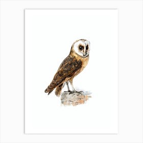 Vintage Tyto Alba Guttata Owl Bird Illustration on Pure White n.0168 Art Print
