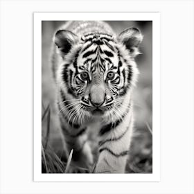 Black And White Photograph Of A Tiger Cub Art Print
