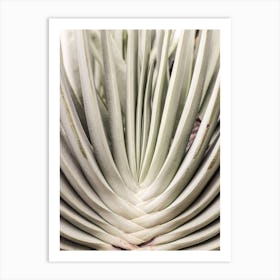 Blink Cactus Art Print
