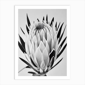 Proteas B&W Pencil 1 Flower Art Print