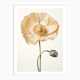 Pressed Flower Botanical Art Poppy 1 Art Print