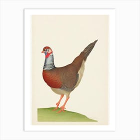 Partridge Illustration Bird Art Print