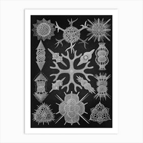 Vintage Haeckel 16 Tafel 91 Schaumstrahlinge Art Print