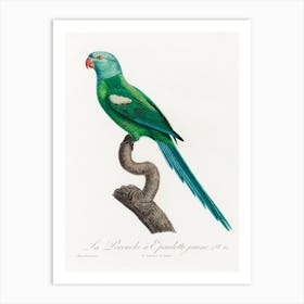 The Yellow Shouldered Amazon, From Natural History Of Parrots, Francois Levaillant Art Print