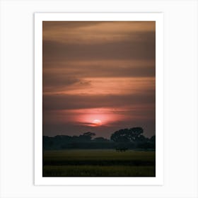 Sunset Over Rice Field Art Print