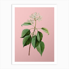 Vintage Pagoda Dogwood Botanical on Soft Pink n.0385 Art Print