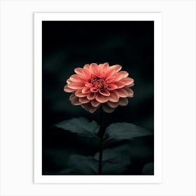 Dahlia 12 Art Print