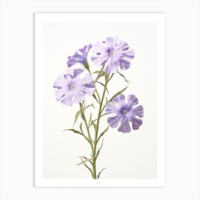 Pressed Wildflower Botanical Art Wild Phlox Art Print