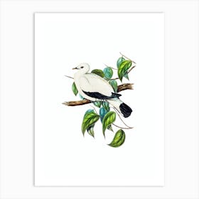 Vintage Torres Strait Fruit Pigeon Bird Illustration on Pure White n.0038 Art Print