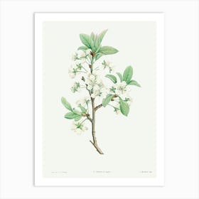 Plum Flower from La Botanique de J. J. Rousseau, Pierre Joseph Redoute Art Print