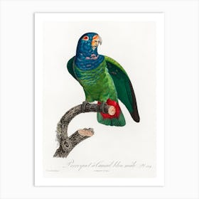 The Blue Headed Parrot From Natural History Of Parrots, Francois Levaillant Art Print