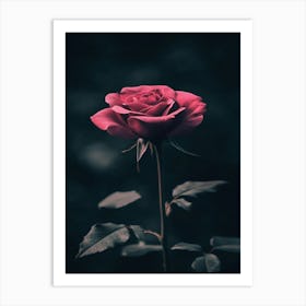 Dark Rose 99 Art Print