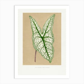 Vintage Botanical _2643233 Art Print