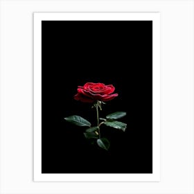 Single Red Rose On Black Background 38 Art Print