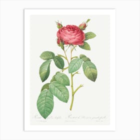 Gallic Rose, Pierre Joseph Redoute (2) Art Print