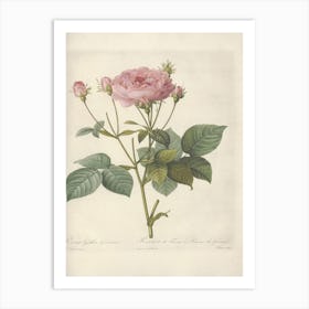 Rose Illustration, Pierre Joseph Redoute (16) 1 Art Print