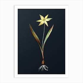 Vintage Tulipa Celsiana Botanical Watercolor Illustration on Dark Teal Blue n.0969 Art Print