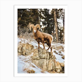 Bighorn Sheep In Winter Art Print