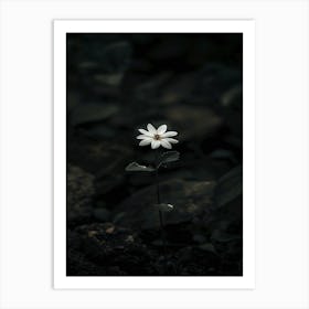 Single White Flower In The Dark Art Print