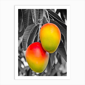 Mangoes On The Tree Art Print