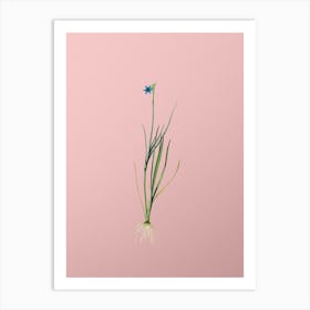 Vintage Narrow leaf Blue eyed grass Botanical on Soft Pink n.0506 Art Print
