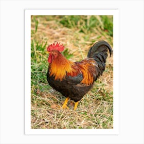 Rooster On Grass Photo Art Print