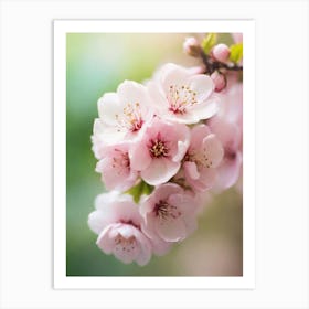 Cherry Blossoms 35 Art Print