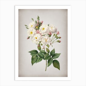 Vintage Noisette Roses Botanical on Parchment n.0150 Art Print