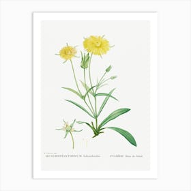 Mesembryanthemum Helianthoides, Pierre Joseph Redoute Art Print