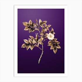 Gold Botanical Mountain Rose Bloom on Royal Purple n.3663 Art Print