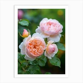 English Roses Painting Rose With Water Droplets 1 Art Print